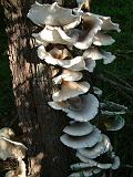 Bracket Fungus